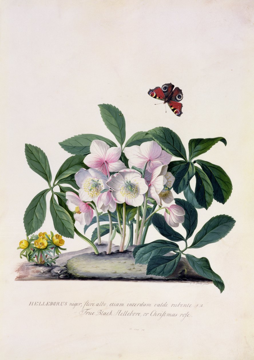 Rosa de Navidad (Helleborus niger) y Aconito de invierno (Eranthis hyemalis) de Georg Dionysius Ehret