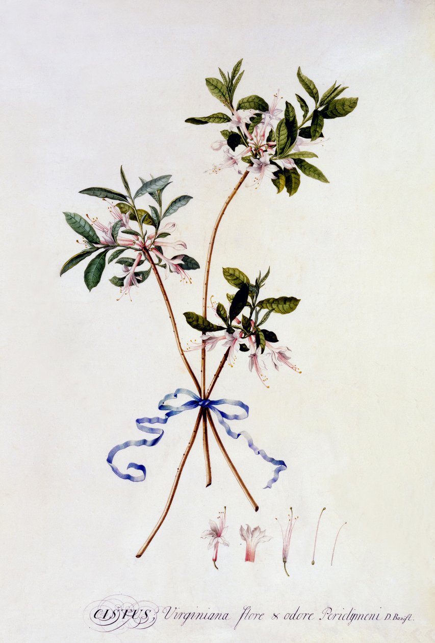 Cistus Virginiana, c.1743 de Georg Dionysius Ehret