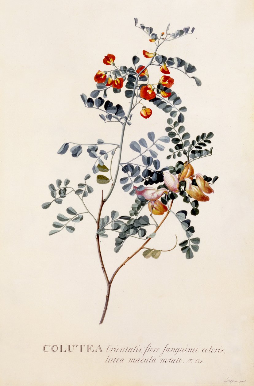 Colutea, c.1745 de Georg Dionysius Ehret