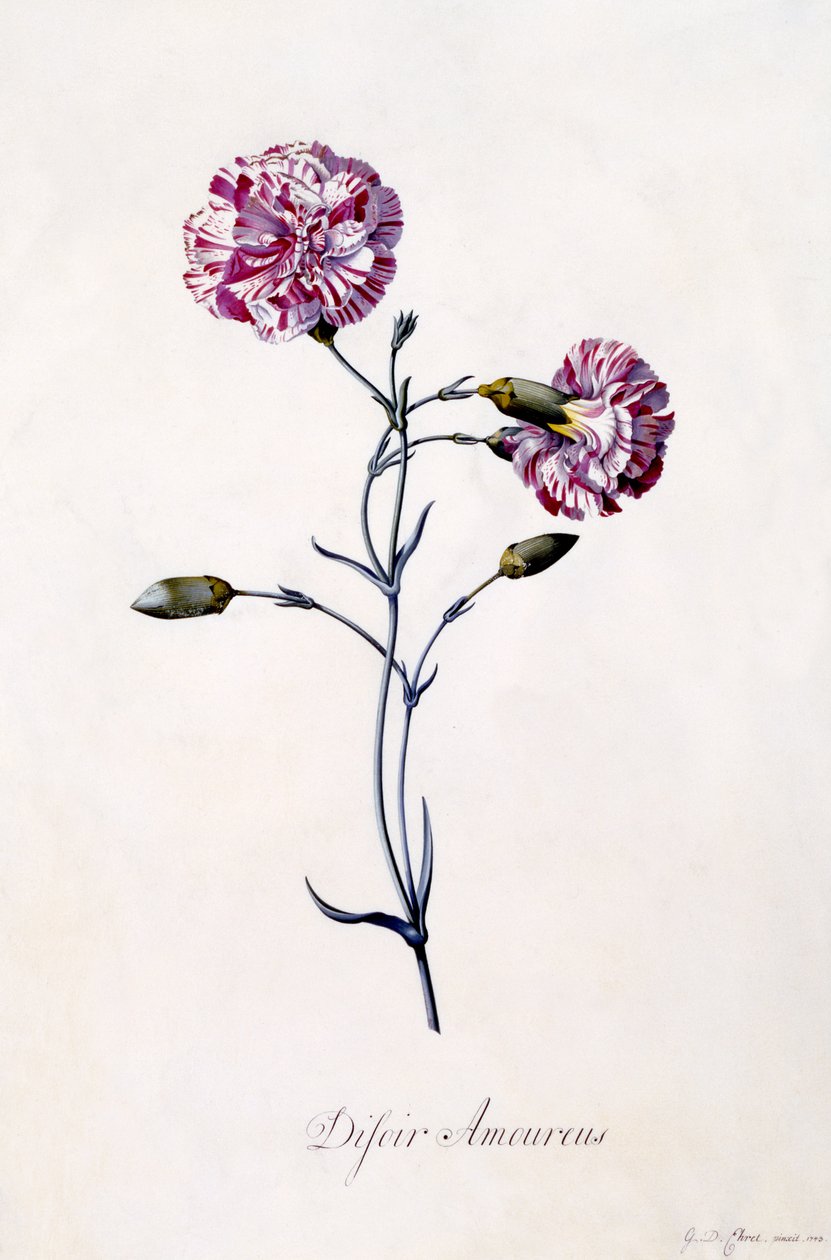 Difor amourius, Clavel, c.1745 de Georg Dionysius Ehret