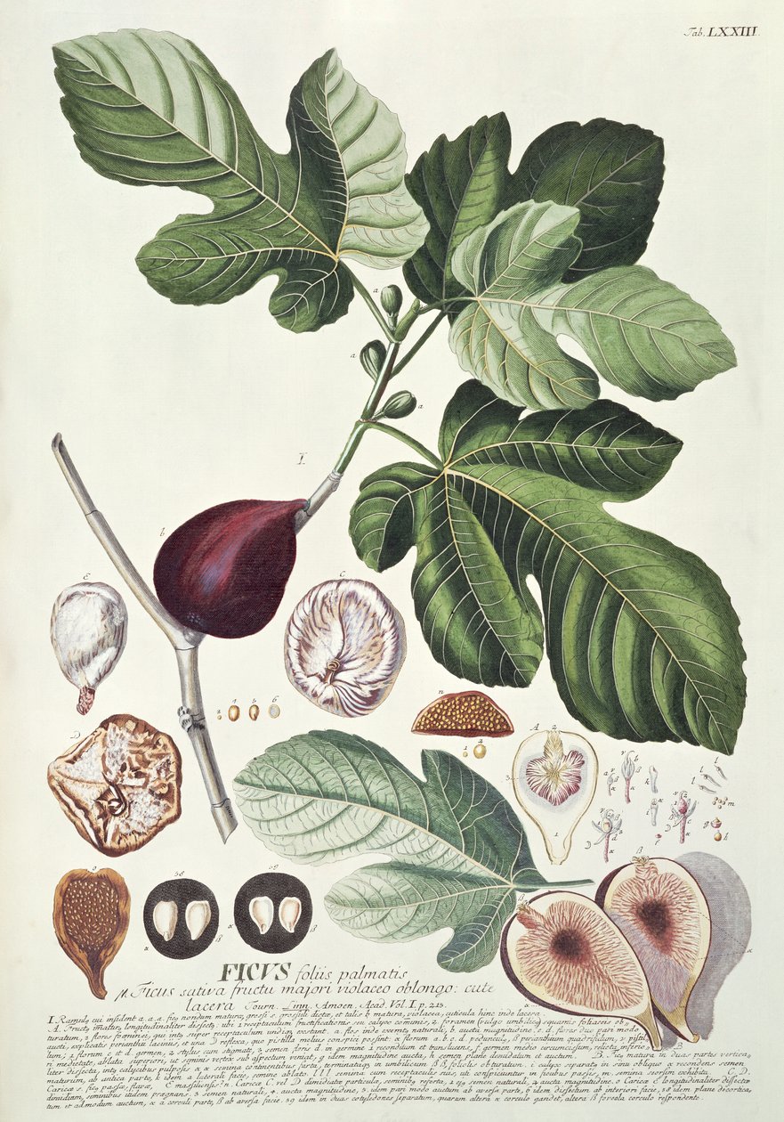 Ficus (Higuera) de Georg Dionysius Ehret