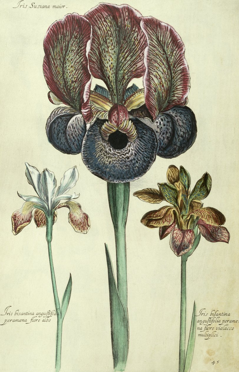 Iris susiana major e Iris bisantina angustifolia de Georg Dionysius Ehret
