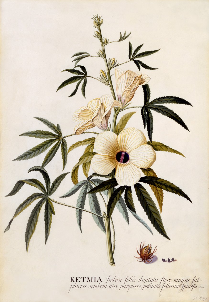 Ketmia, c.1742 de Georg Dionysius Ehret