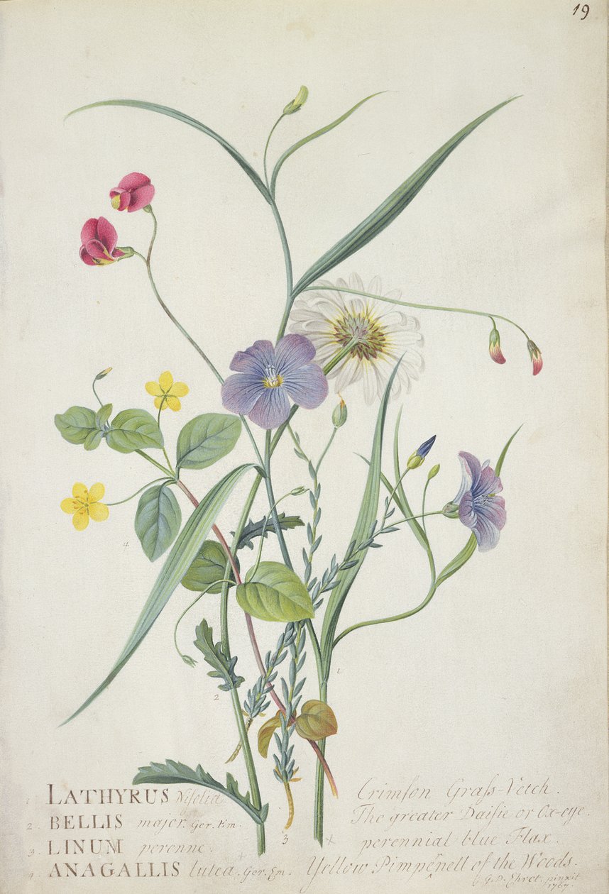 Lathyrus nissolia, Chrysanthemum leucanthemum, Linum perenne, Lysimackia nemorum, 1767 de Georg Dionysius Ehret