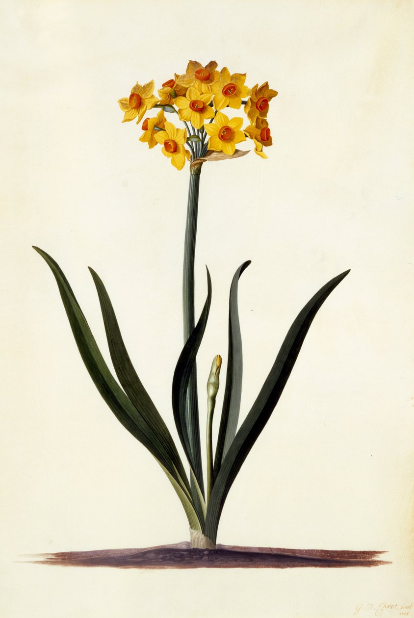Narciso, c.1745 de Georg Dionysius Ehret