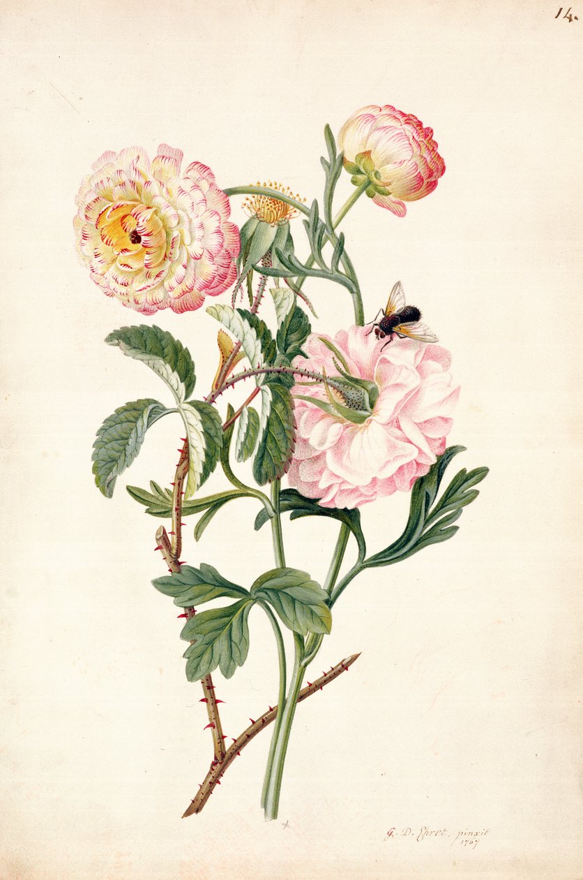 Rosa almizclera y anémona, 1767 de Georg Dionysius Ehret