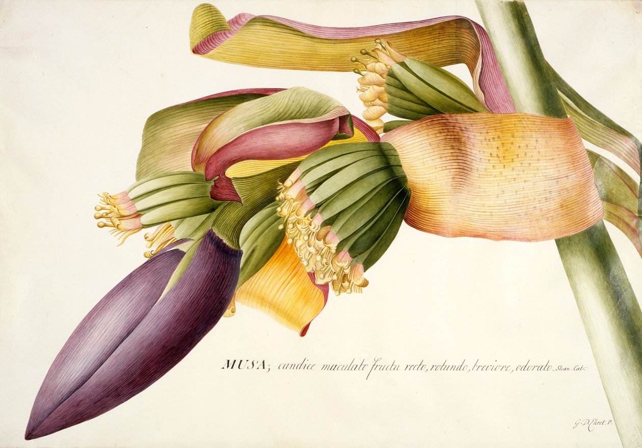 Flor del árbol de plátano (Musa candice maculato fructo) de Georg Dionysius Ehret