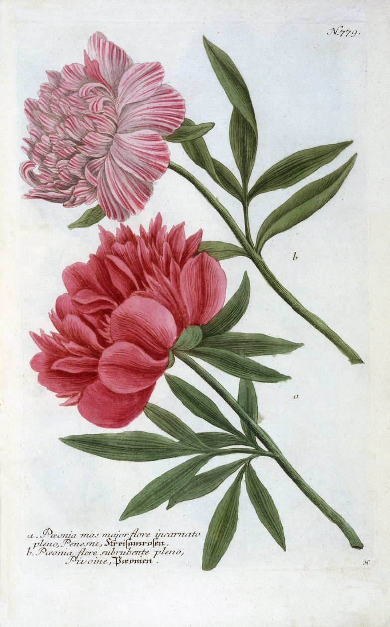 Paeonia de la Phytanthoza Iconographia de Johann Wilhelm Weinmann, 1737 de Georg Dionysius Ehret