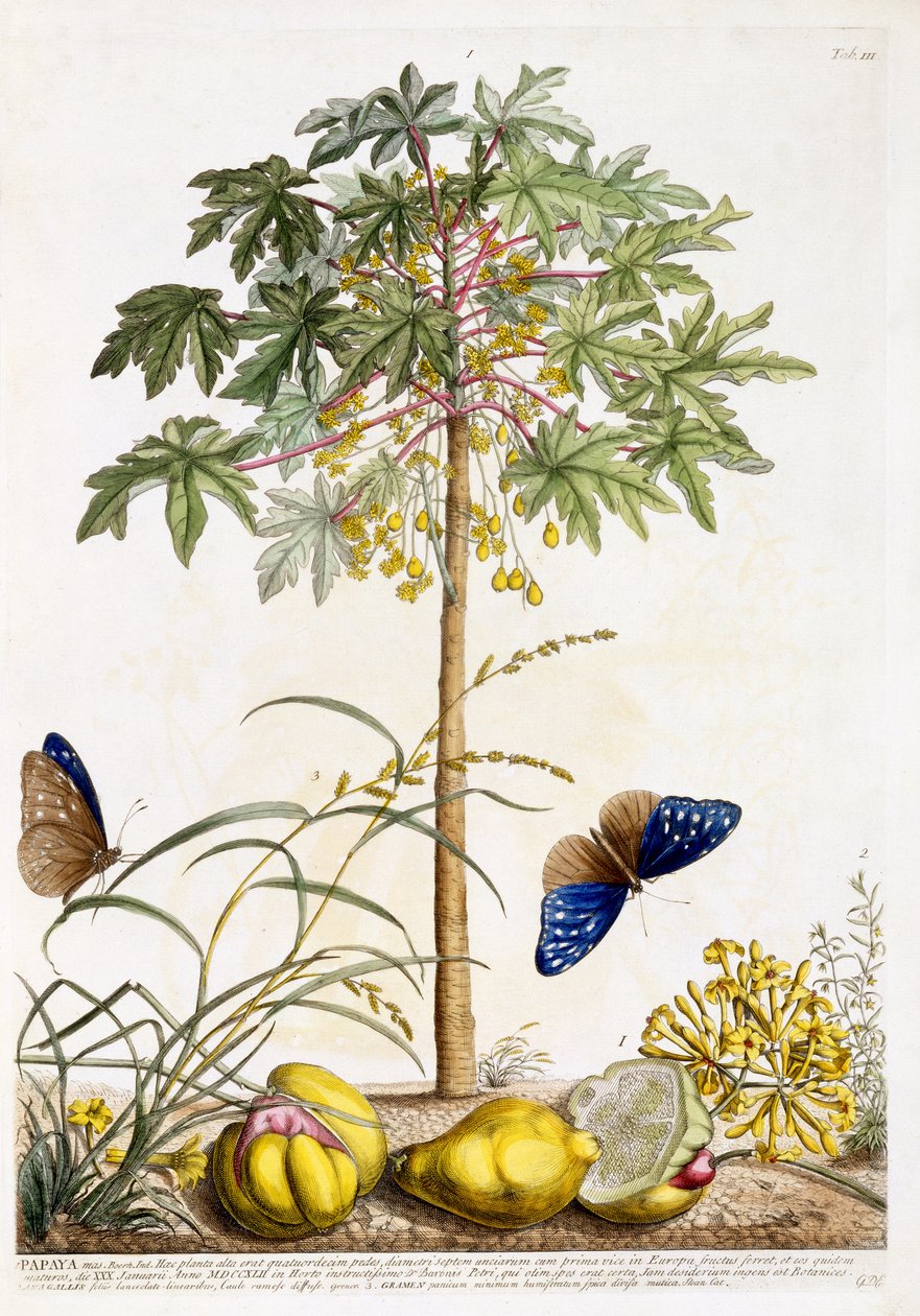Papaya, c.1748 de Georg Dionysius Ehret