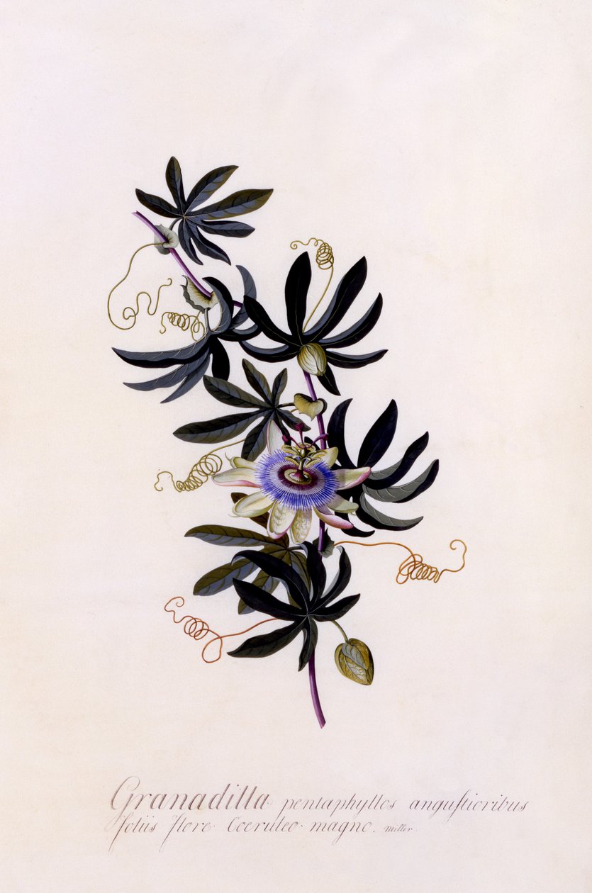 Passiflora Granadilla, c.1745 de Georg Dionysius Ehret