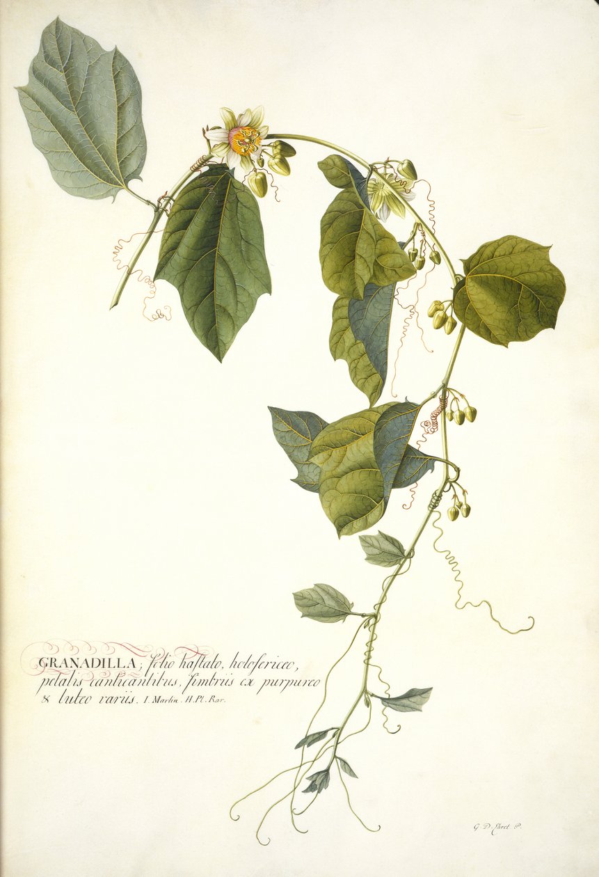 Passiflora holosericea (Flor de la Pasión) de Georg Dionysius Ehret