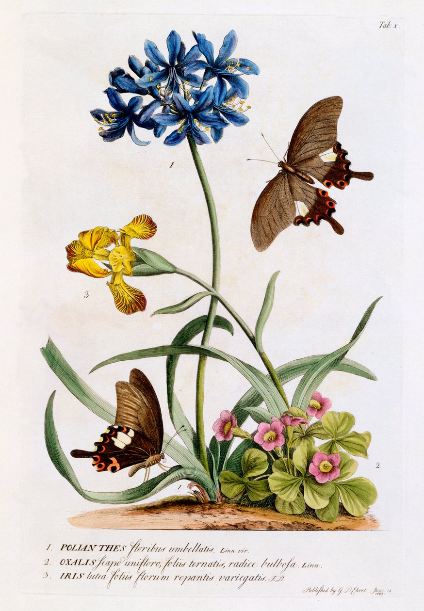 Polianthes, Oxalis e Iris, 1749 de Georg Dionysius Ehret