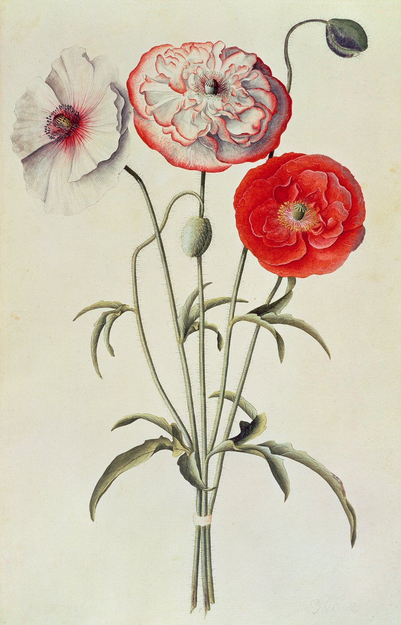 Amapolas: maíz (Papaver Rhoeas) de Georg Dionysius Ehret