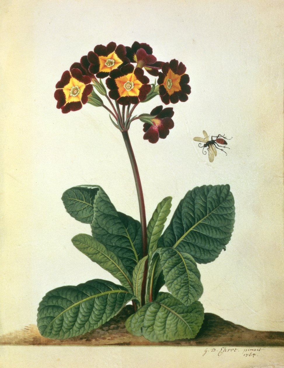 Primulaecae: un polyanthus floreciente con un insecto volador, 1764 de Georg Dionysius Ehret