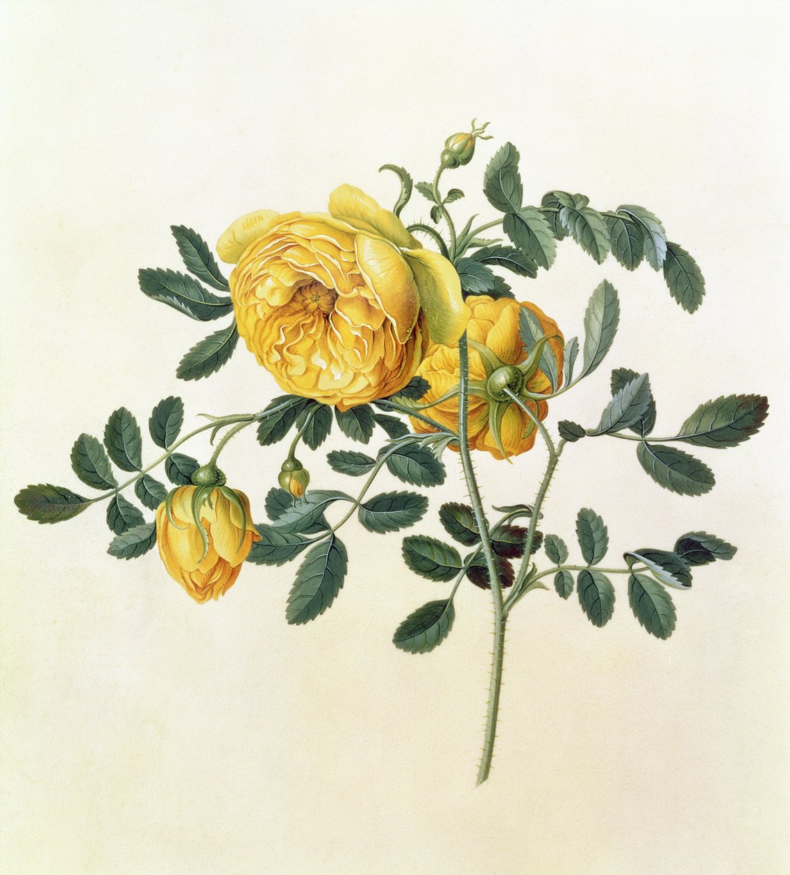 Rosa hemisférica, siglo XVIII de Georg Dionysius Ehret