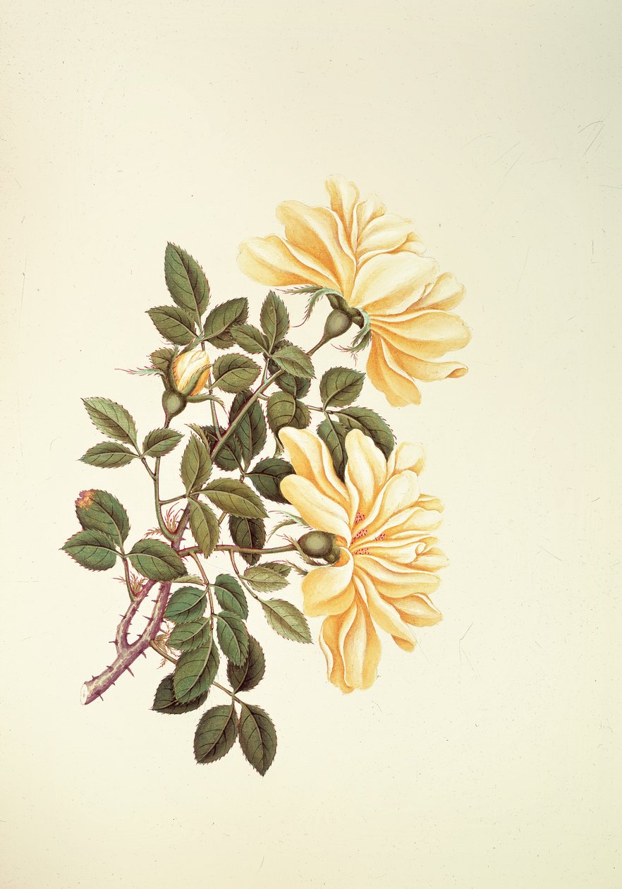 Rosa: China de Georg Dionysius Ehret