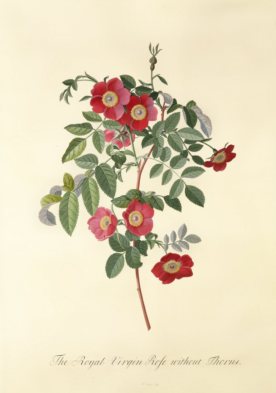Rosa: sin espinas (Rosa Virgen Real) de Georg Dionysius Ehret