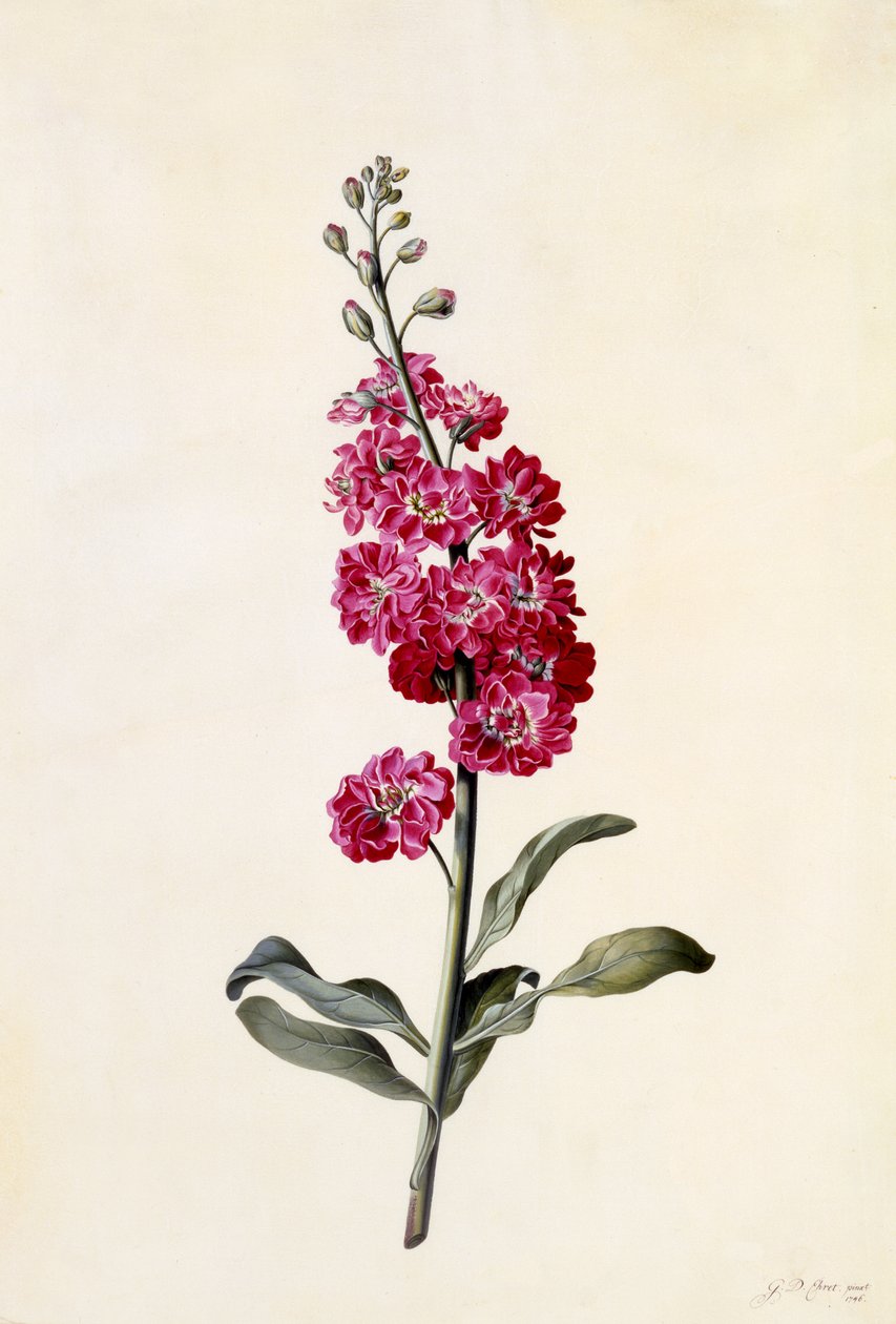 Alhelí, Matthiola incana, c.1746 de Georg Dionysius Ehret