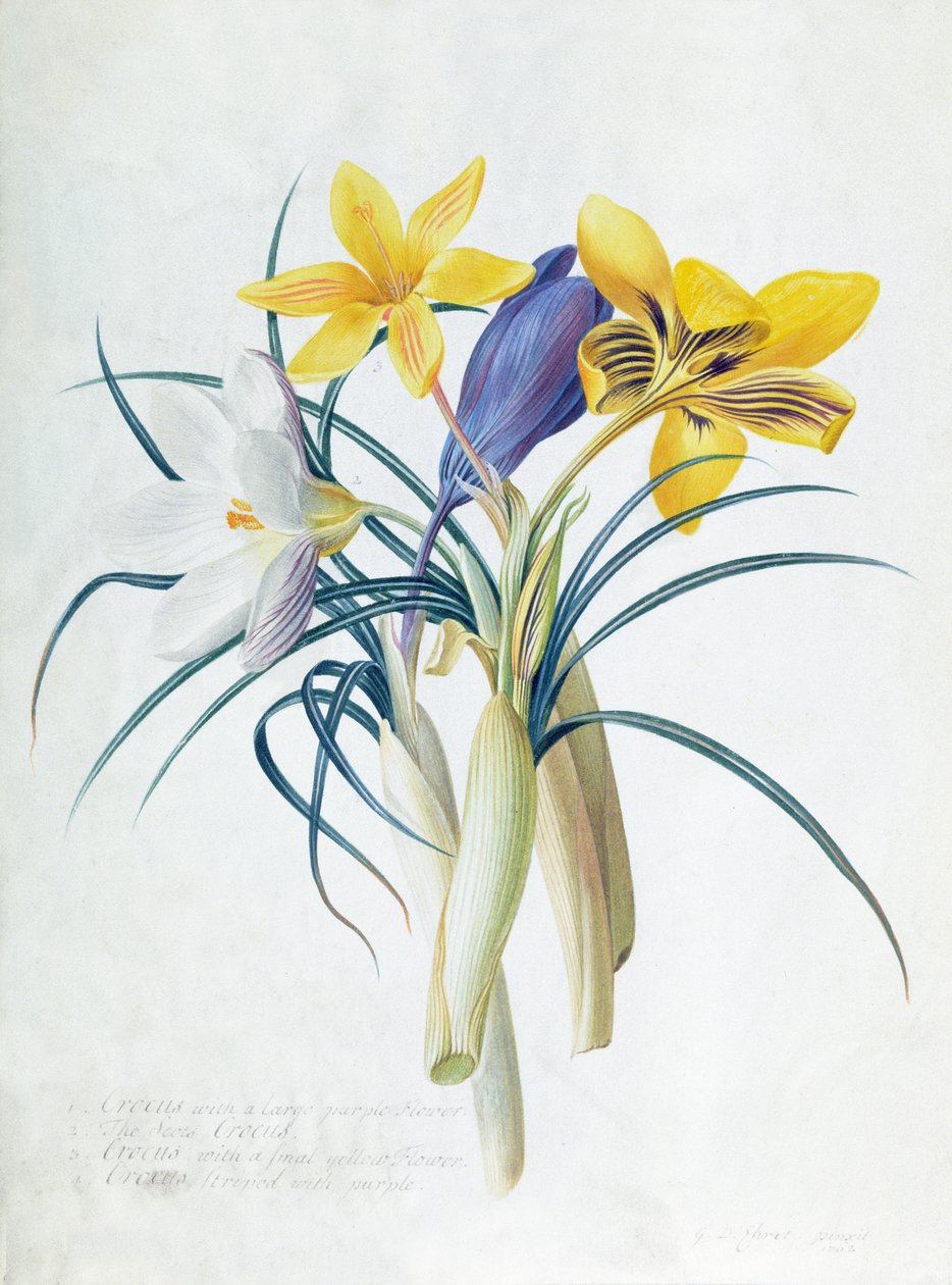 Estudio de cuatro especies de Crocus de Georg Dionysius Ehret