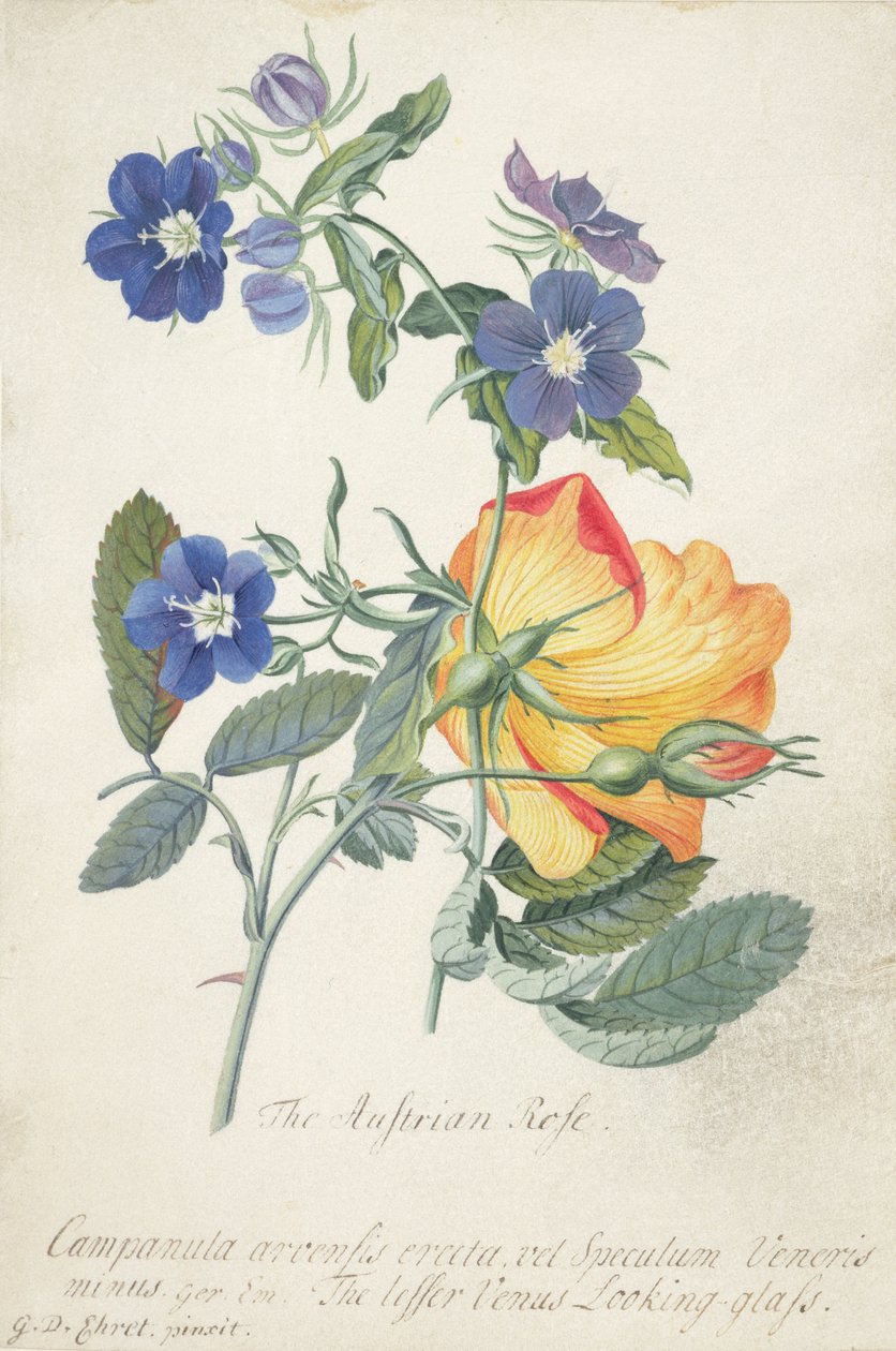 La rosa austriaca, rama entrelazada de las dos especies separadas de Georg Dionysius Ehret
