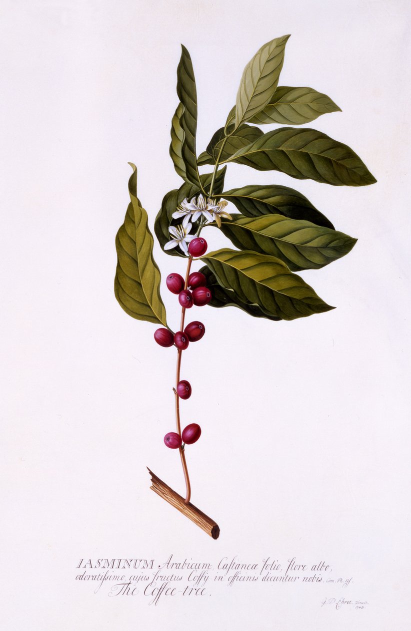 El árbol del café, c.1743 de Georg Dionysius Ehret