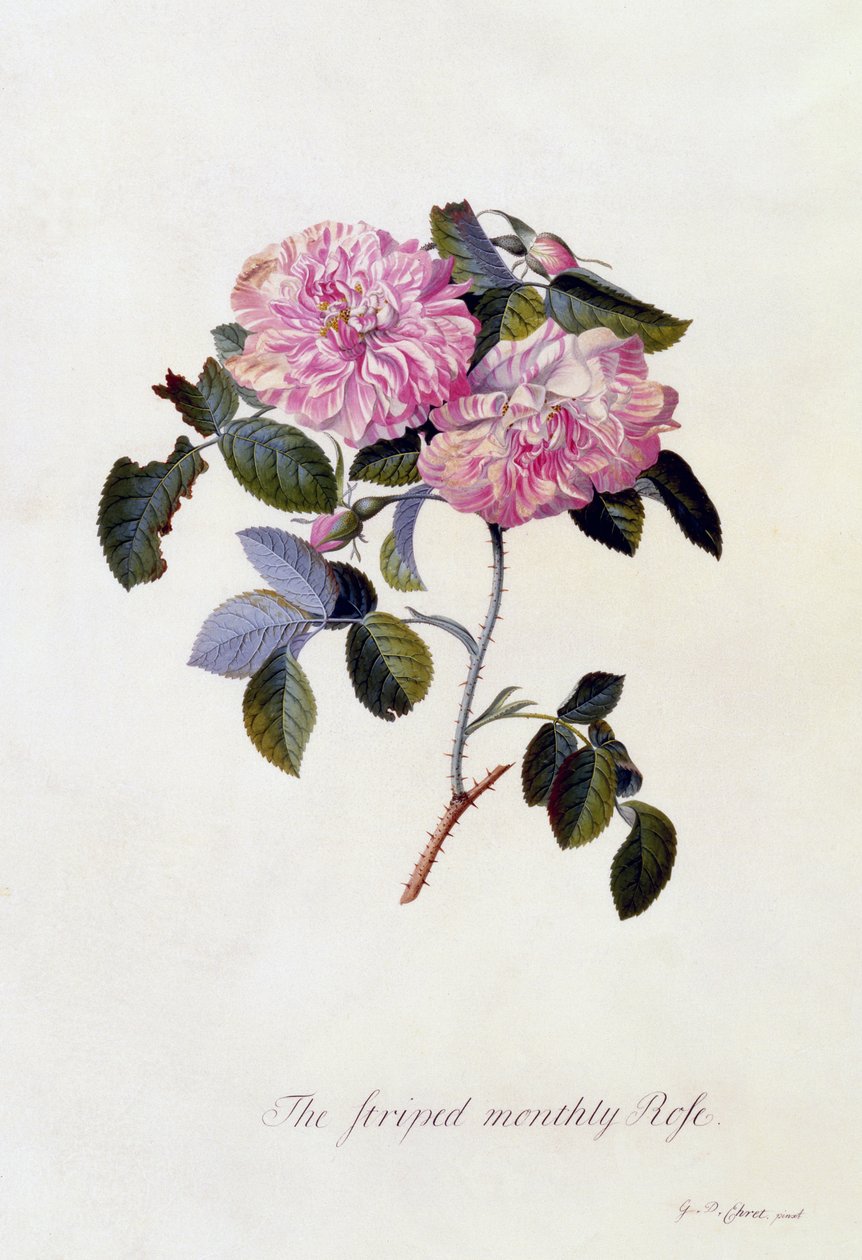 La rosa mensual rayada, c.1745 de Georg Dionysius Ehret