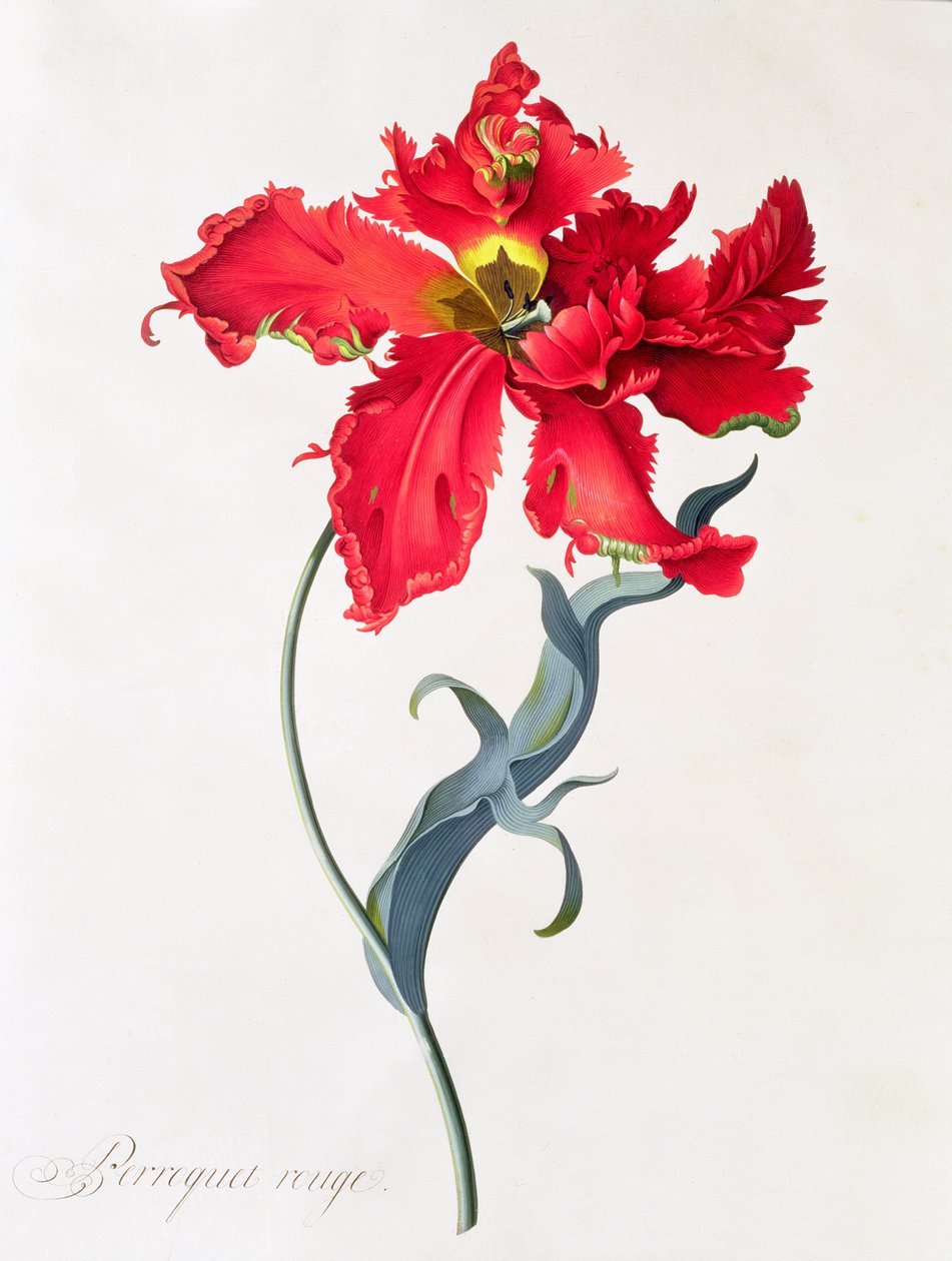 Tulipán: Perroquet Rouge de Georg Dionysius Ehret
