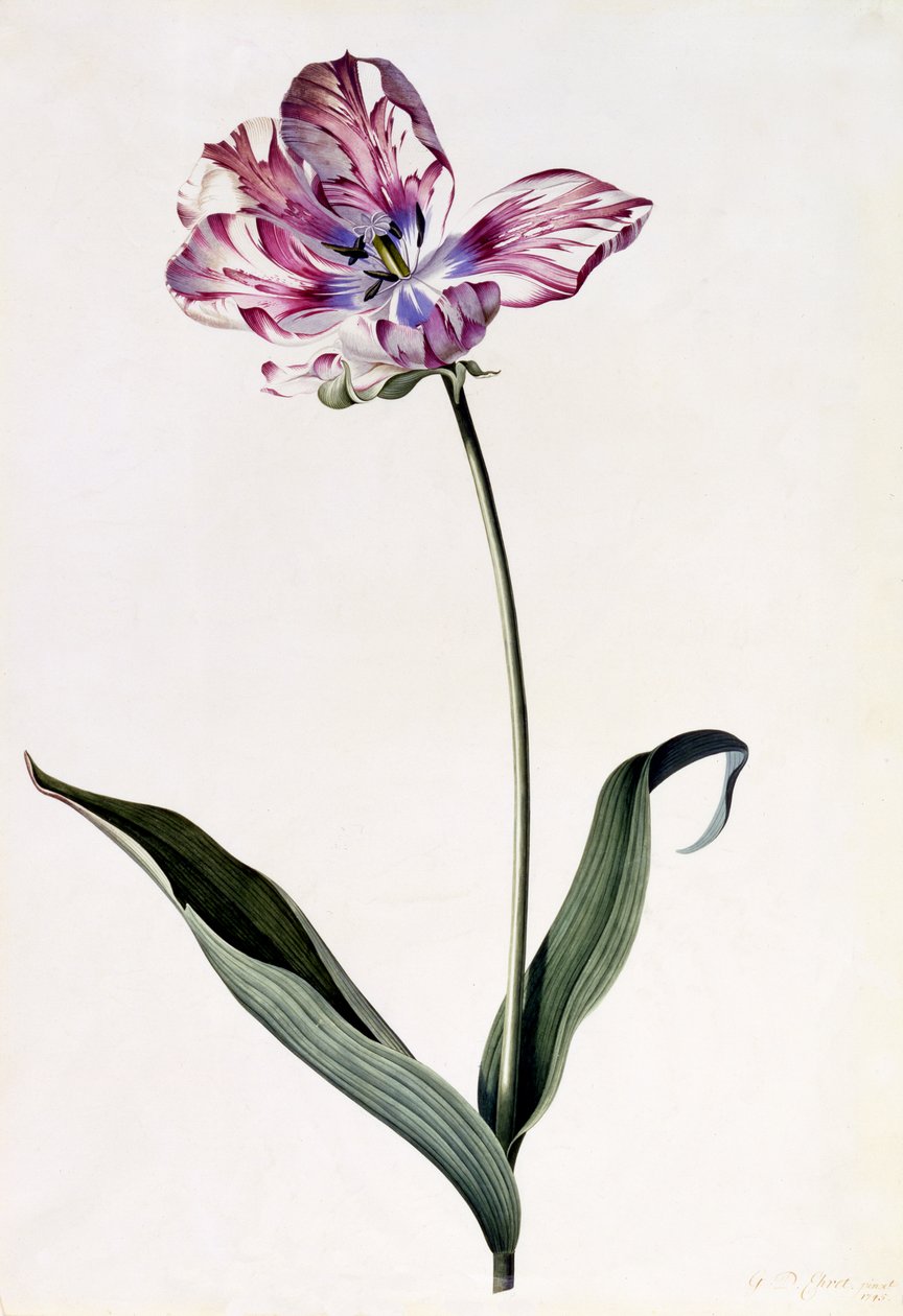 Tulipán, c.1745 de Georg Dionysius Ehret