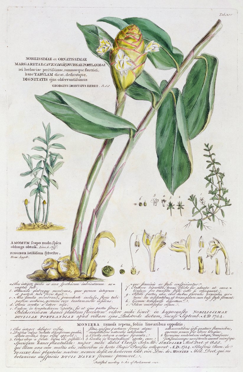 Zingiber latifolium y Amomum, 1754 de Georg Dionysius Ehret