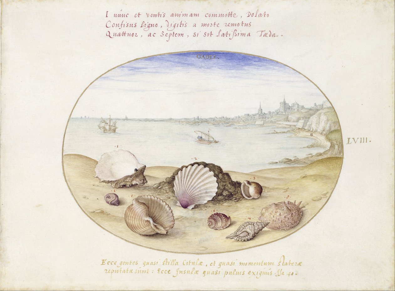 Conchas marinas y vista de Cádiz de Georg Hoefnagel