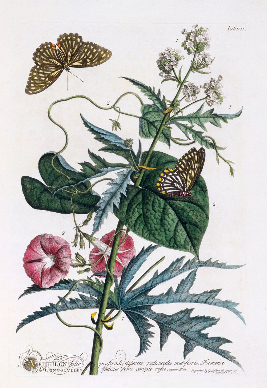 1. Abutilon, 2. Convolvulus, c. 1748 grabado coloreado a mano de "Georg Dionysius Ehret