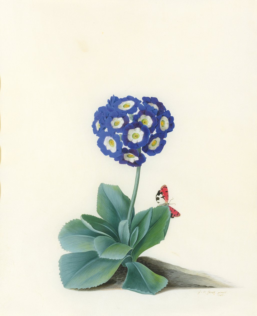 Una aurícula azul de Georg Dionysius Ehret