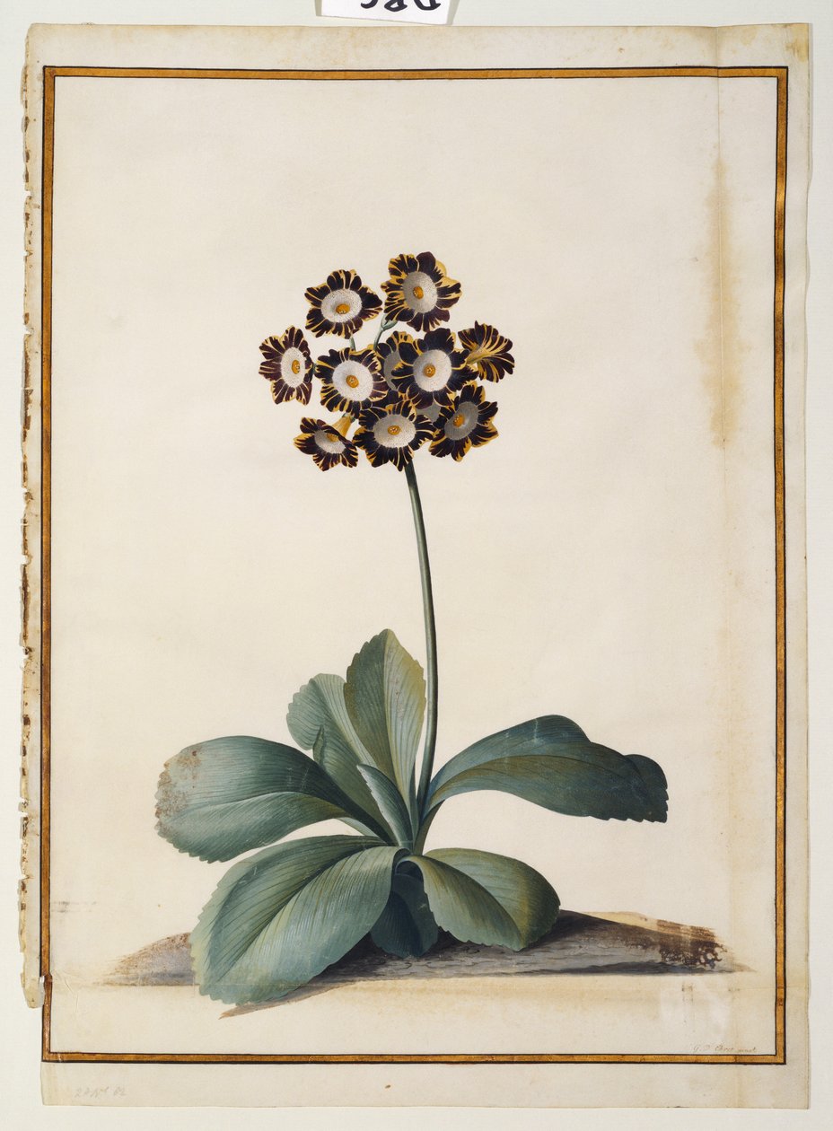 Una Aurícula Violeta Variegada de Georg Dionysius Ehret