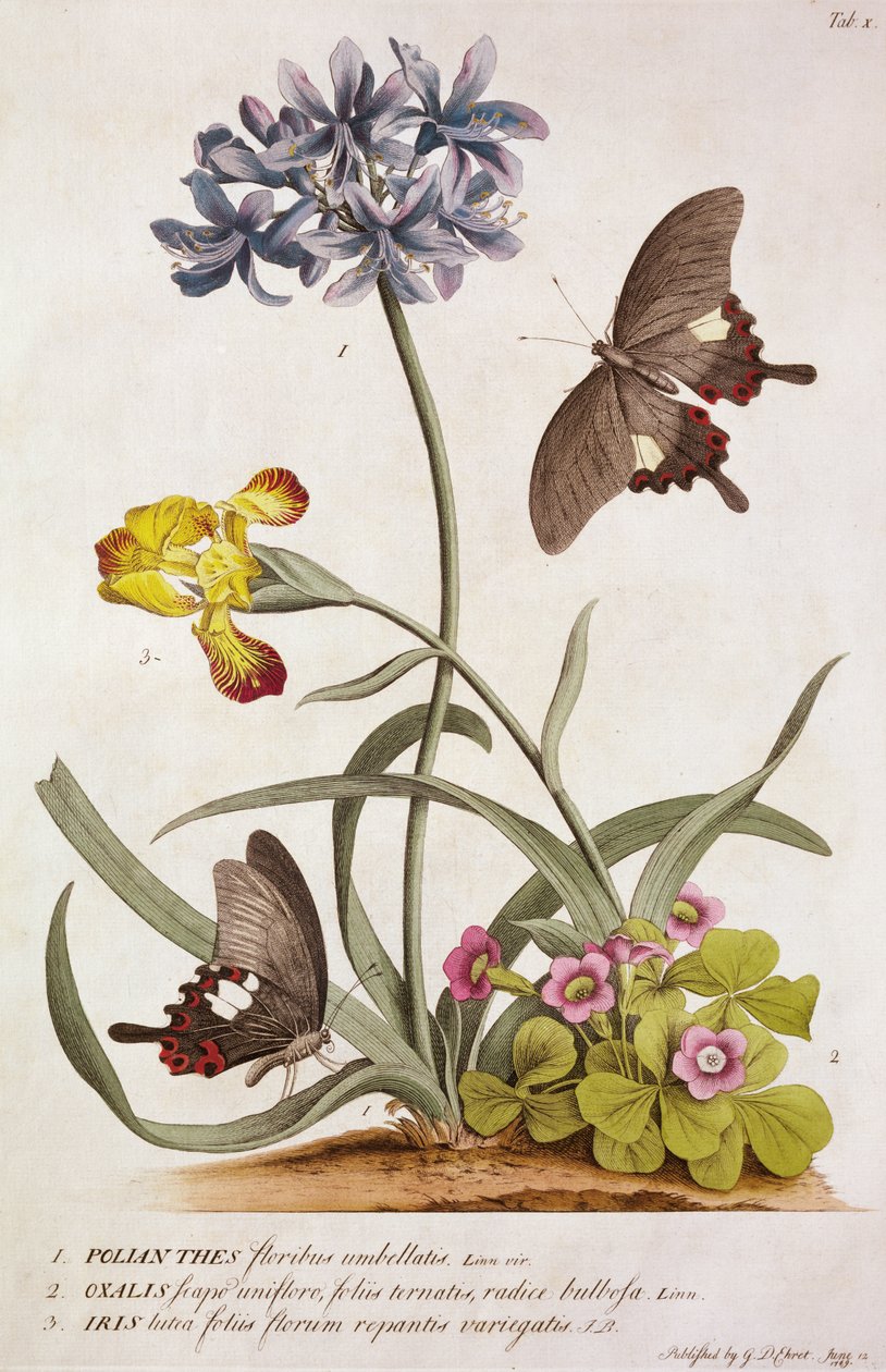 Agapanthus africanus, Iris variegata y una especie de Oxalis, de "Plantae et Papiliones Rariores", 1749 de Georg Dionysius Ehret