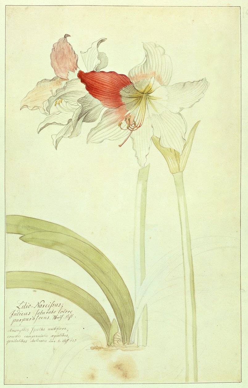 Amarilis: Lilio-Narciso, Indicus de Georg Dionysius Ehret
