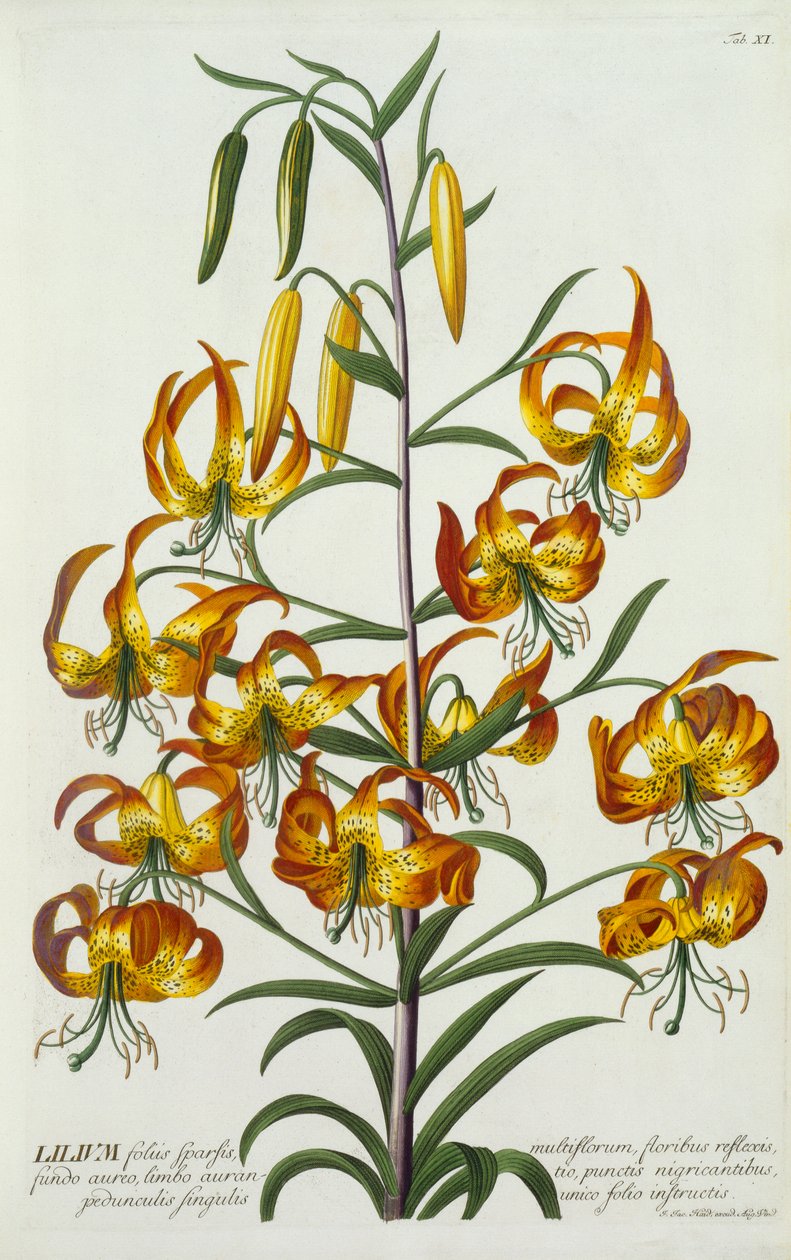 Lirio Americano, c. 1740 de "Georg Dionysius Ehret