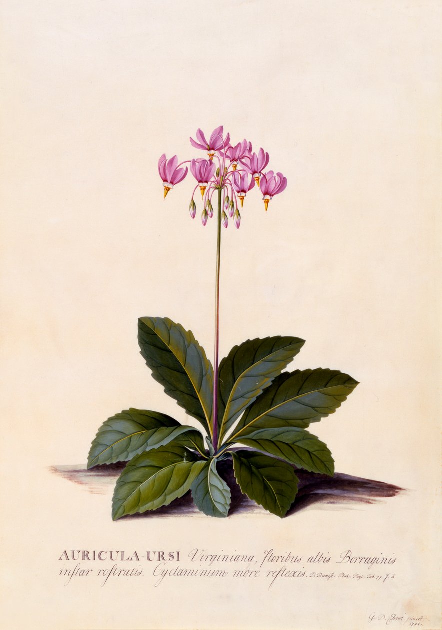 Aricula Ursi Estrella fugaz, c. 1744 grabado coloreado a mano de "Georg Dionysius Ehret
