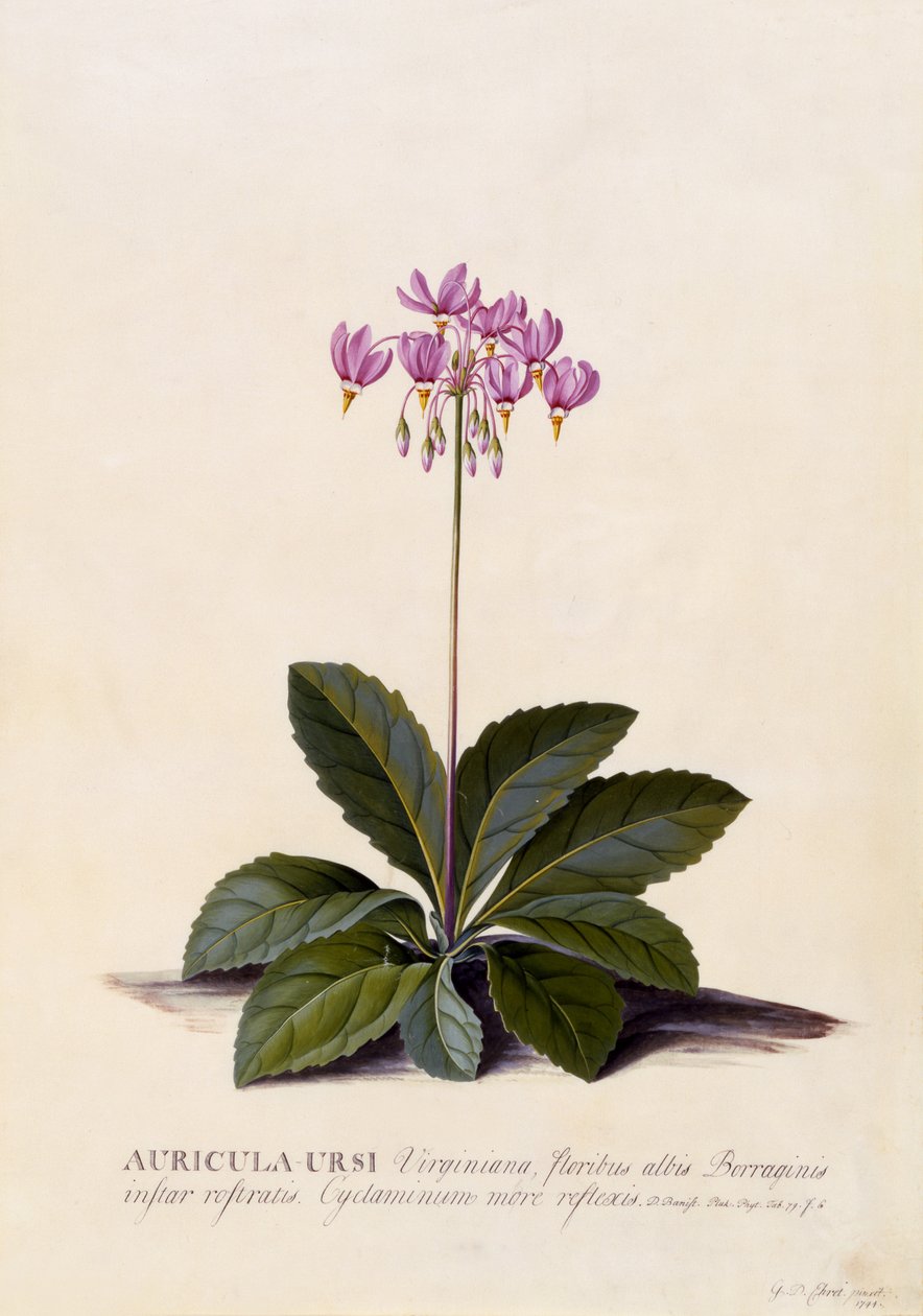 Aricula ursi, estrella fugaz, c.1744 de Georg Dionysius Ehret