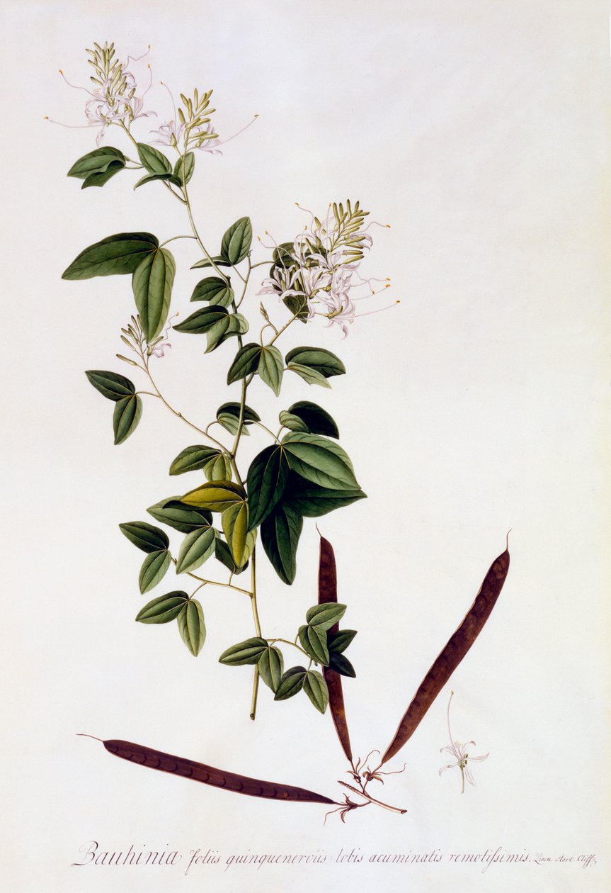 Bauhinia de "Georg Dionysius Ehret