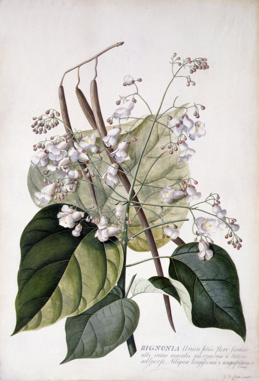 Bignonia (lápiz, acuarela y bodycolor sobre vitela) de Georg Dionysius Ehret