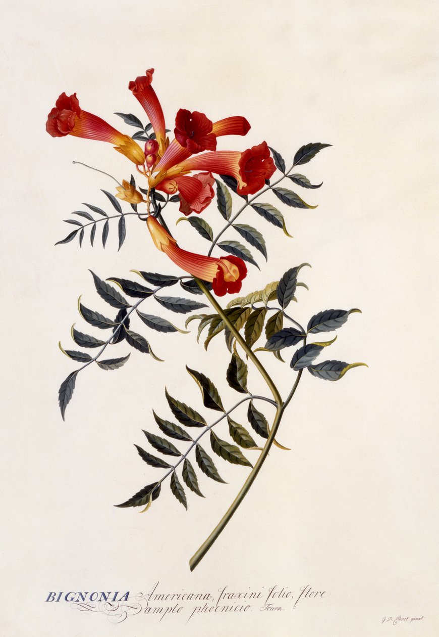 Bignonia Americana, c.1743 de Georg Dionysius Ehret