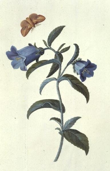 Campanilla de Canterbury (Campanula) de Georg Dionysius Ehret
