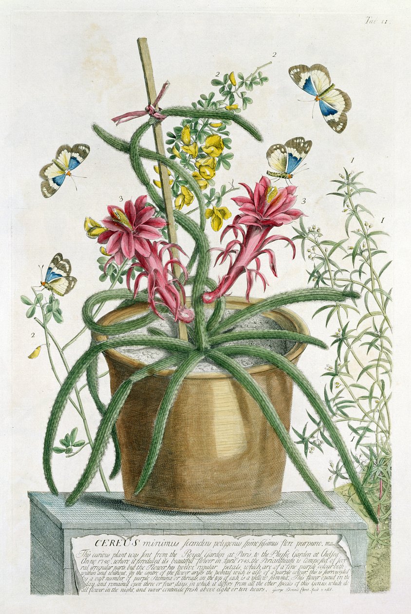 Cereus Minimus, c.1745 de Georg Dionysius Ehret