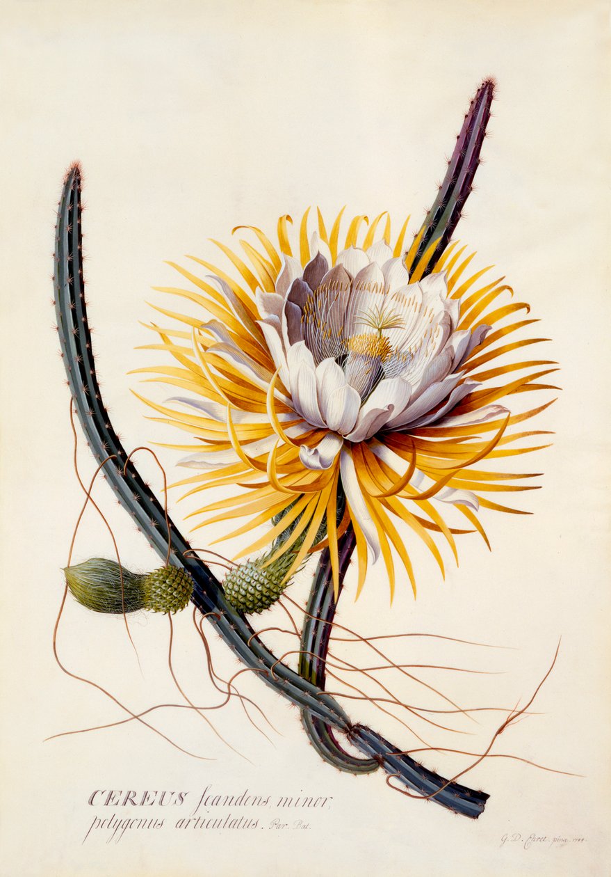 Cereus Reina de la Noche de "Georg Dionysius Ehret