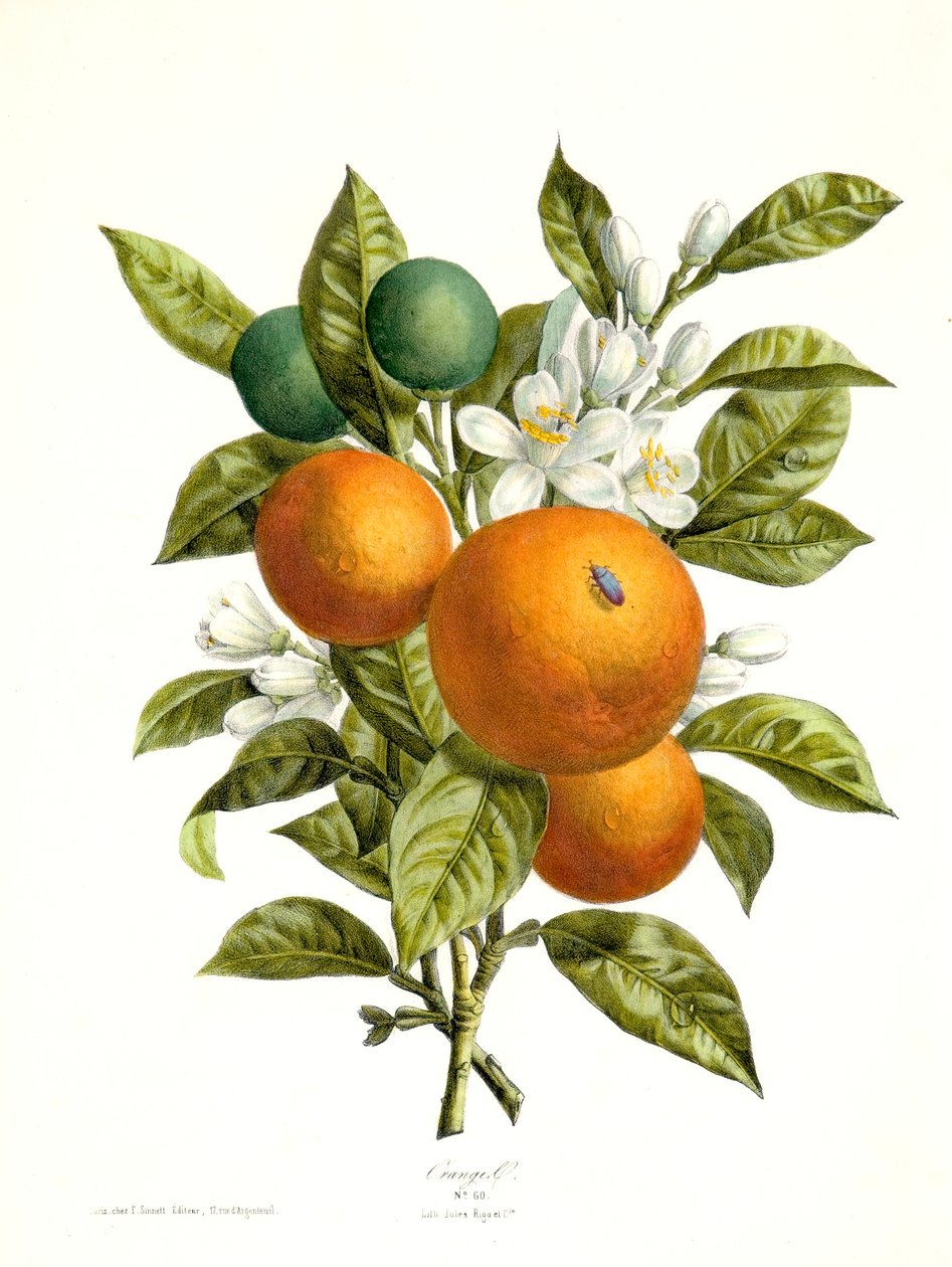 Citrus aurantiacus Naranja, 1730-1770 de Georg Dionysius Ehret
