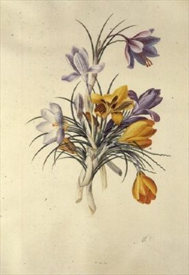 Crocus de Georg Dionysius Ehret