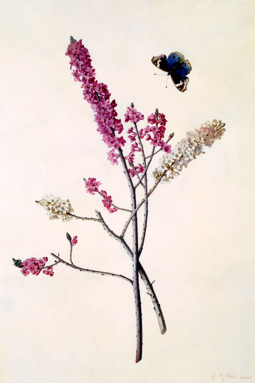 Daphne Mezereum con mariposa, c. 1740 grabado coloreado a mano de "Georg Dionysius Ehret