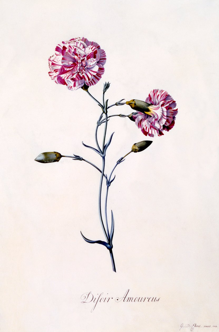 Difor Amourius Clavel, c. 1745 grabado coloreado a mano de "Georg Dionysius Ehret