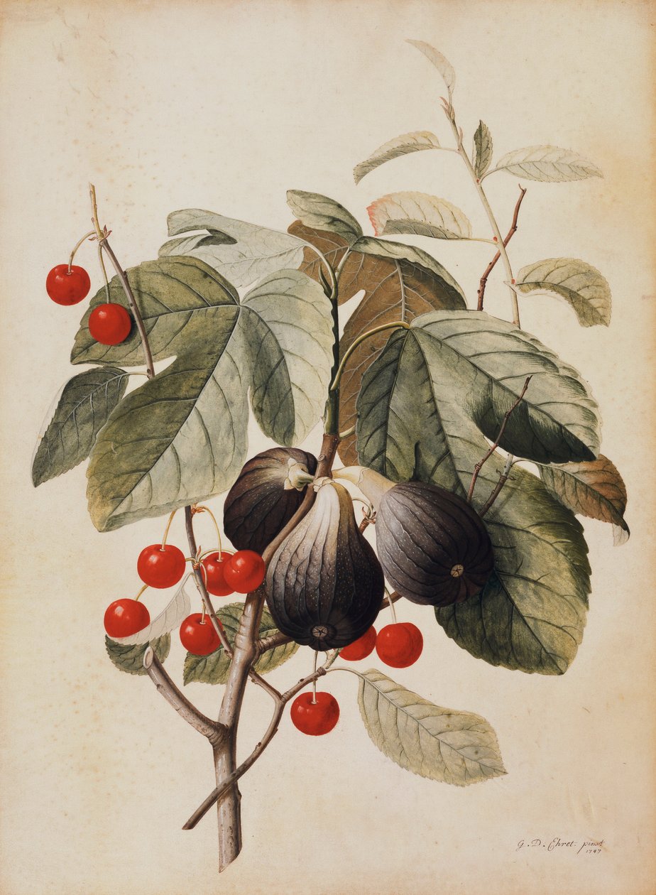 Higos y cerezas, 1747 de Georg Dionysius Ehret