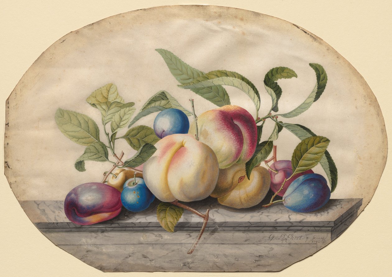 Arreglo de Frutas: Duraznos y Ciruelas sobre una losa de mármol, 1742 de Georg Dionysius Ehret
